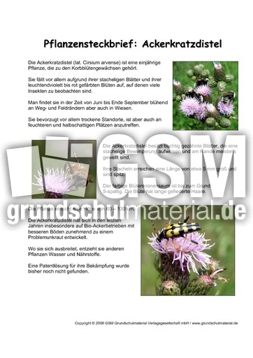 Pflanzensteckbrief-Ackerkratzdistel.pdf